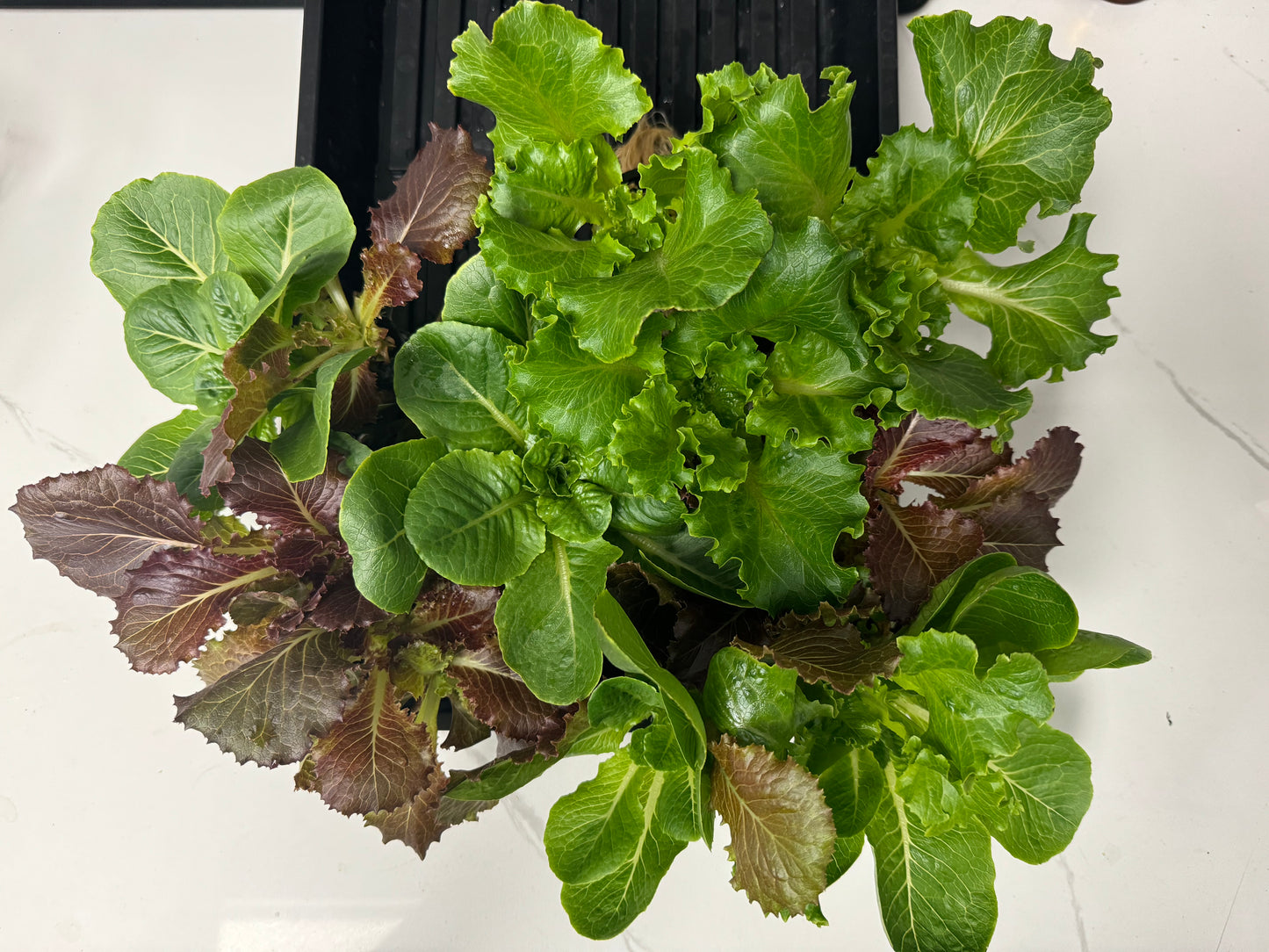 Sweet Salad Mix 3oz