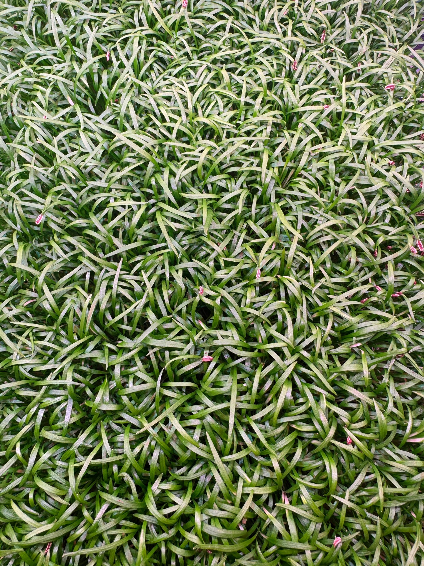 Fennel Microgreens 1oz
