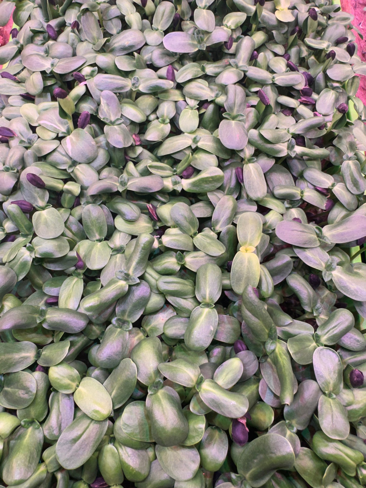 Sunflower Microgreens 3oz