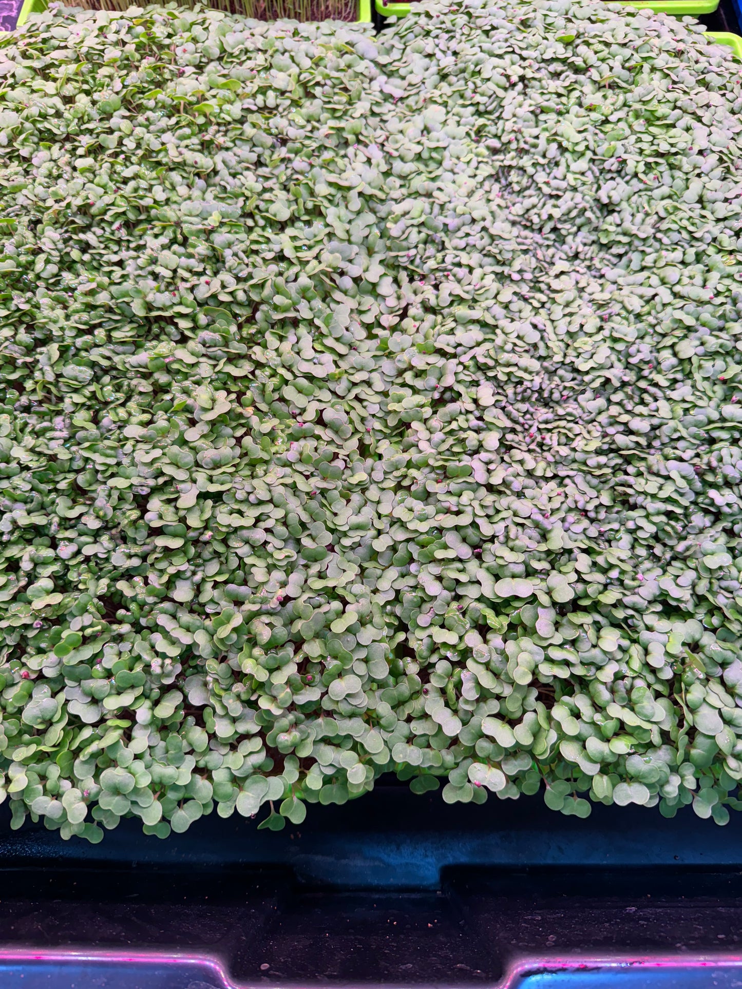 Kale Microgreens 1oz