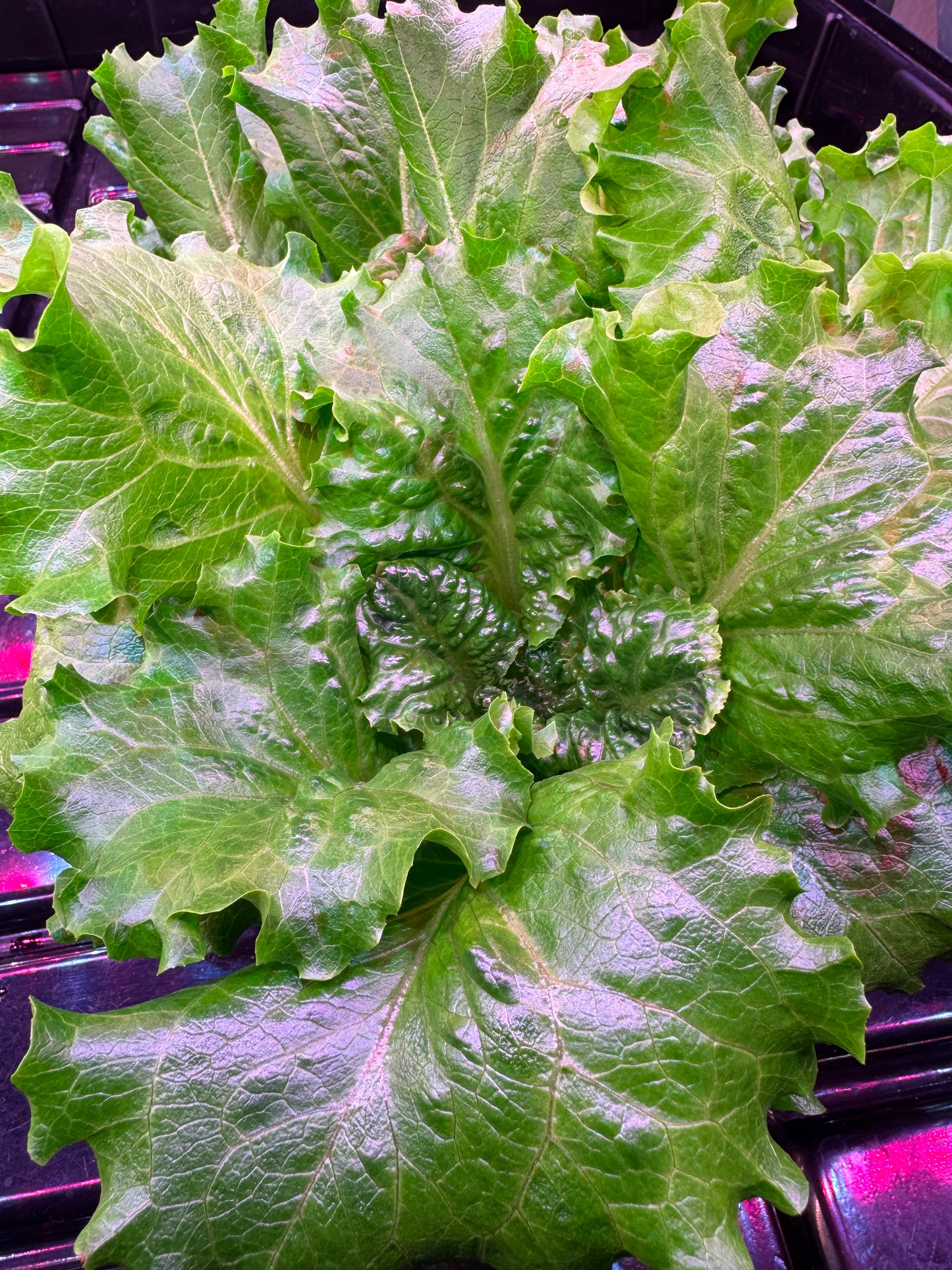 Green Salad Bowl