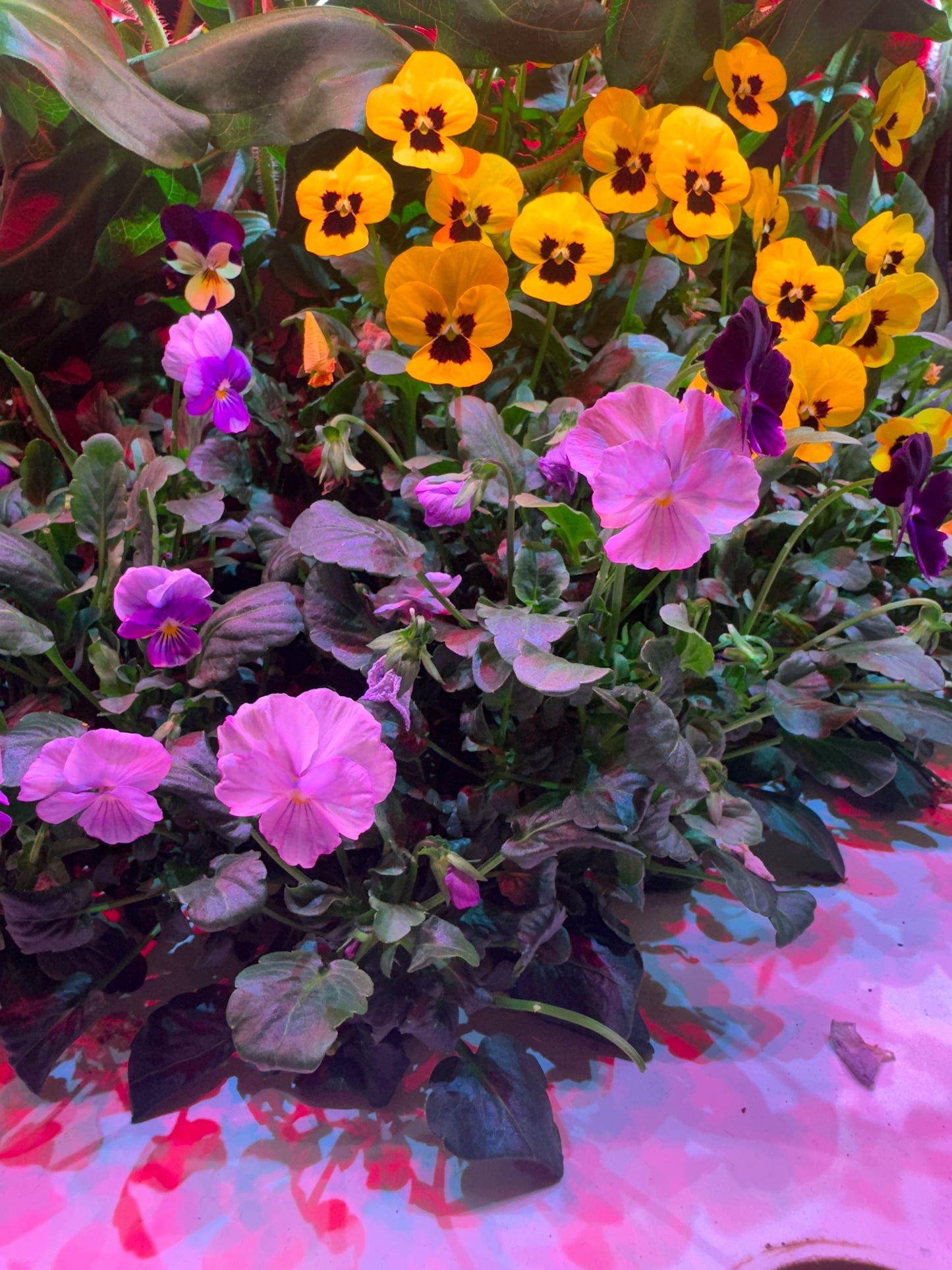 Edible Flowers - Violas (15)