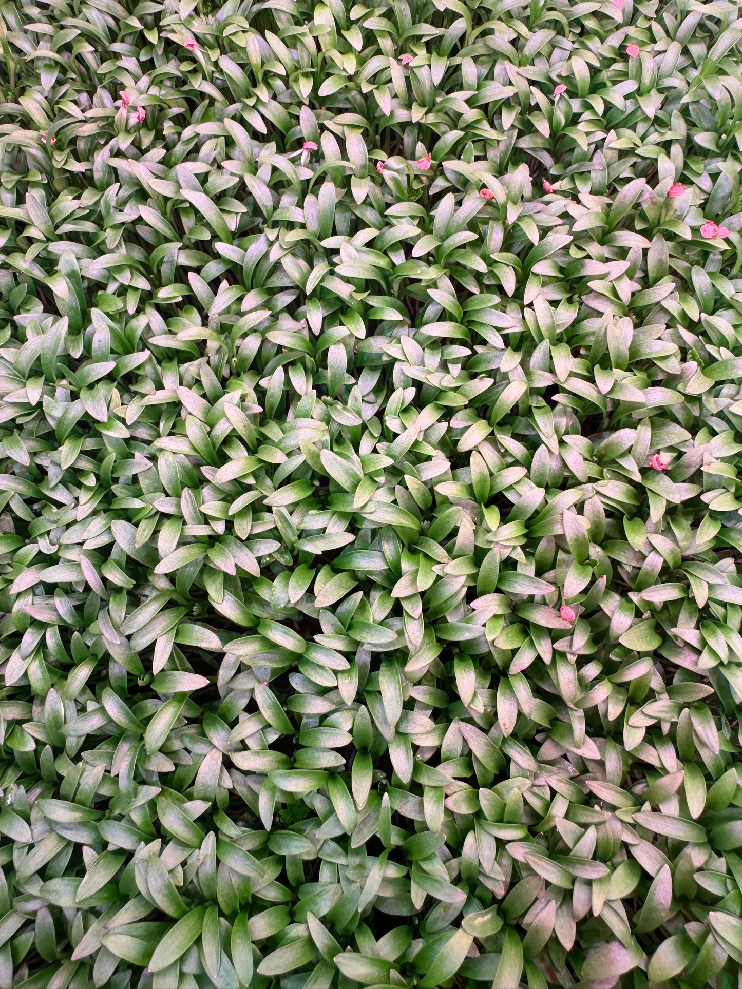Cilantro Microgreens 1oz