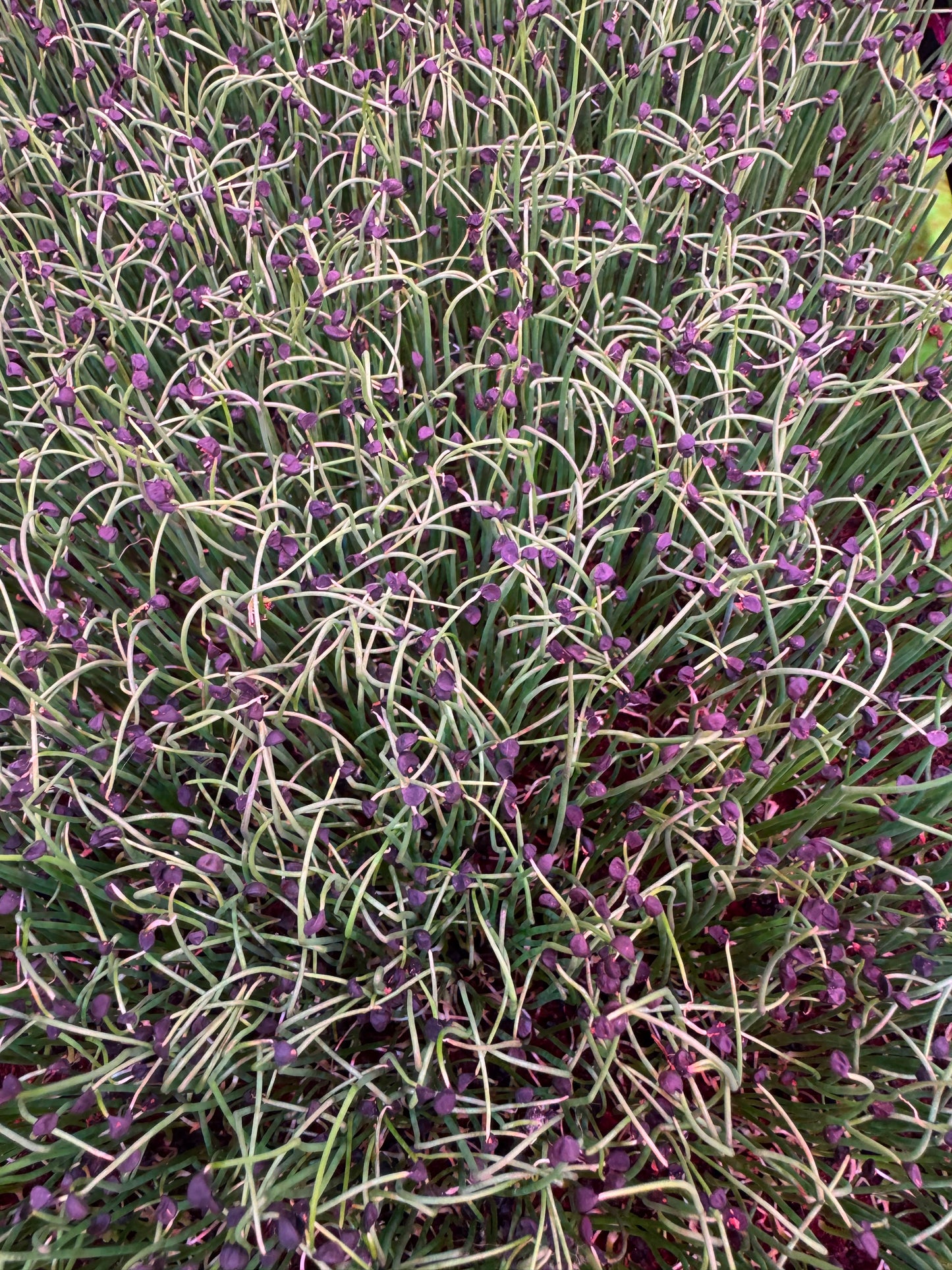 Onion Microgreens 1oz