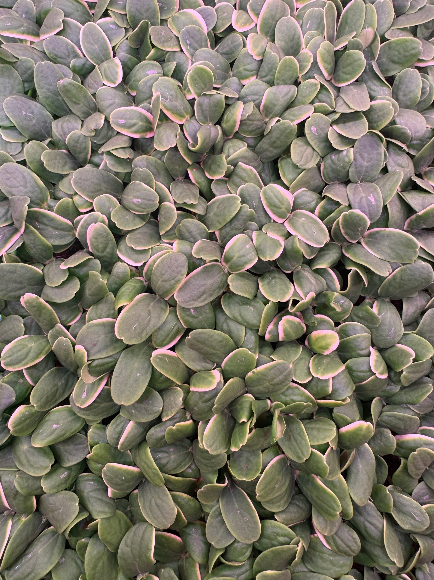 Melon Microgreens 1oz