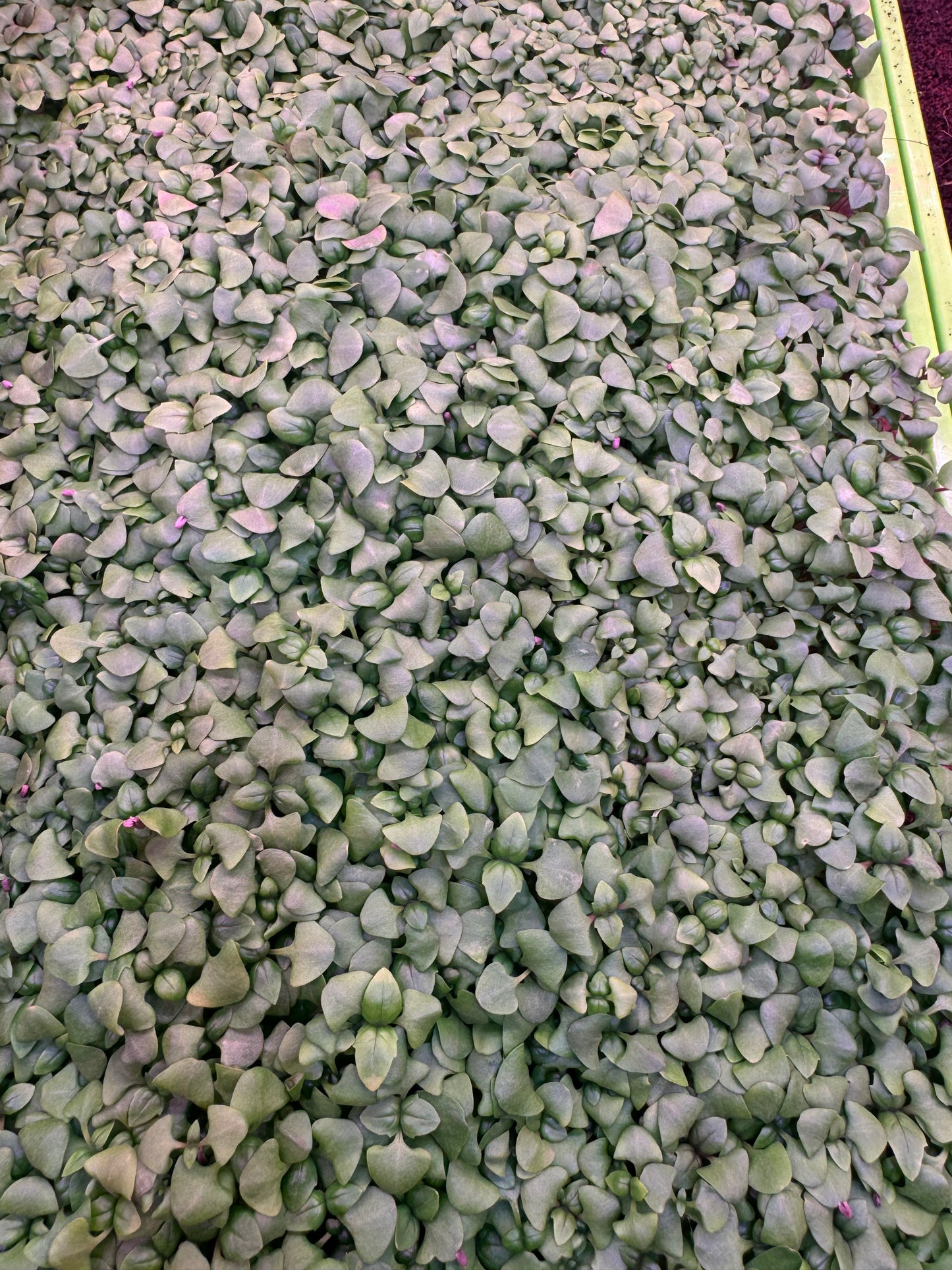 Cinnamon Basil Microgreens 1oz