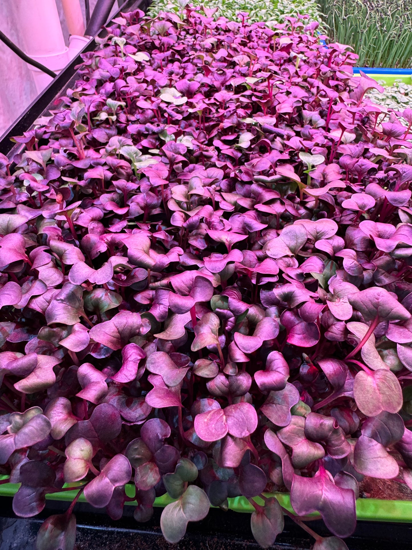 Radish Microgreens 1oz