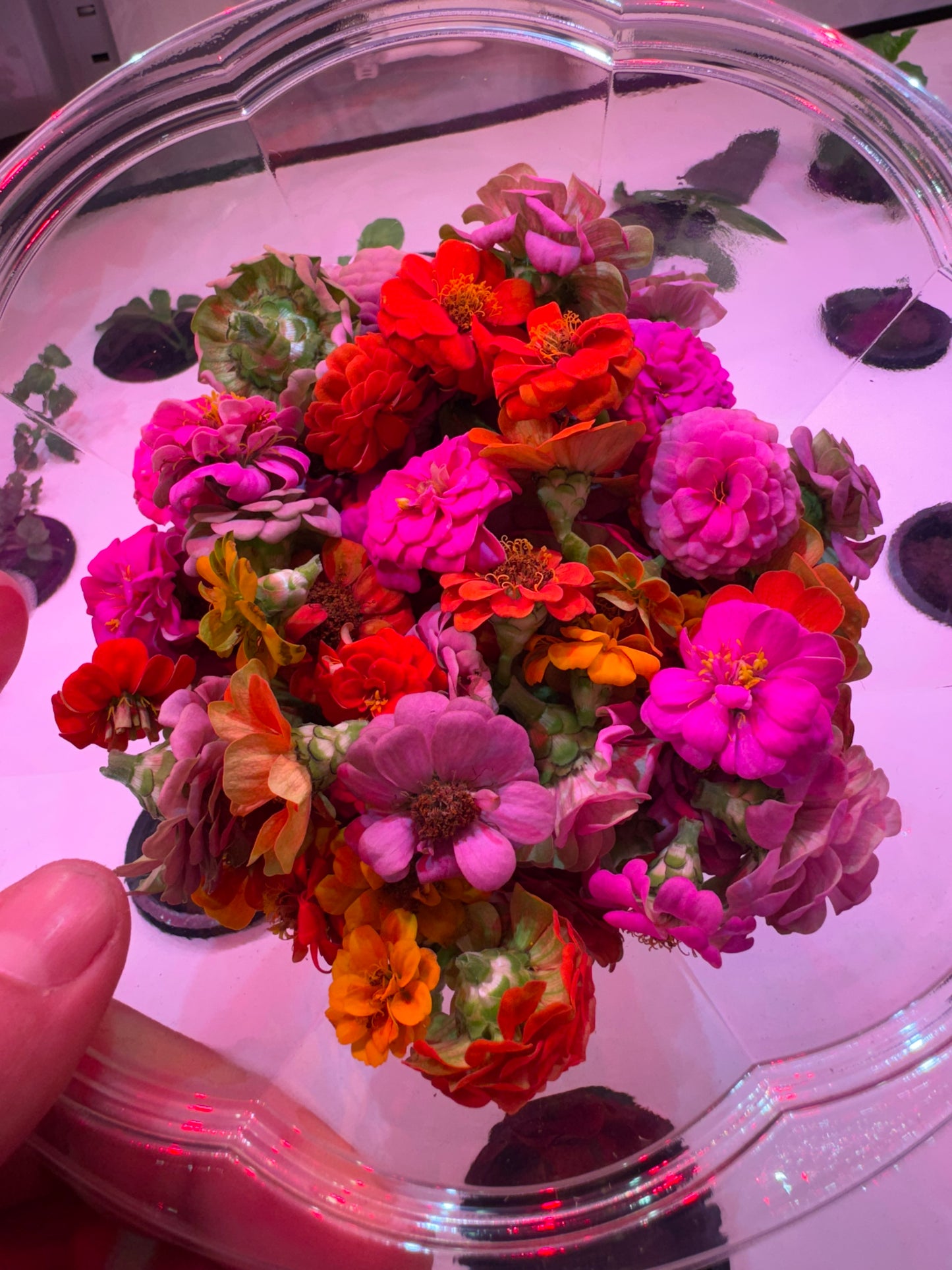 Edible Flowers - Sunbow Mix (10)