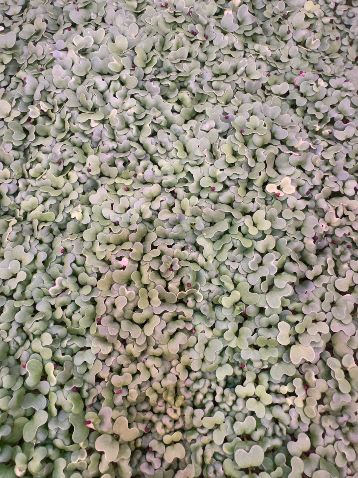Mustard Microgreens 1oz