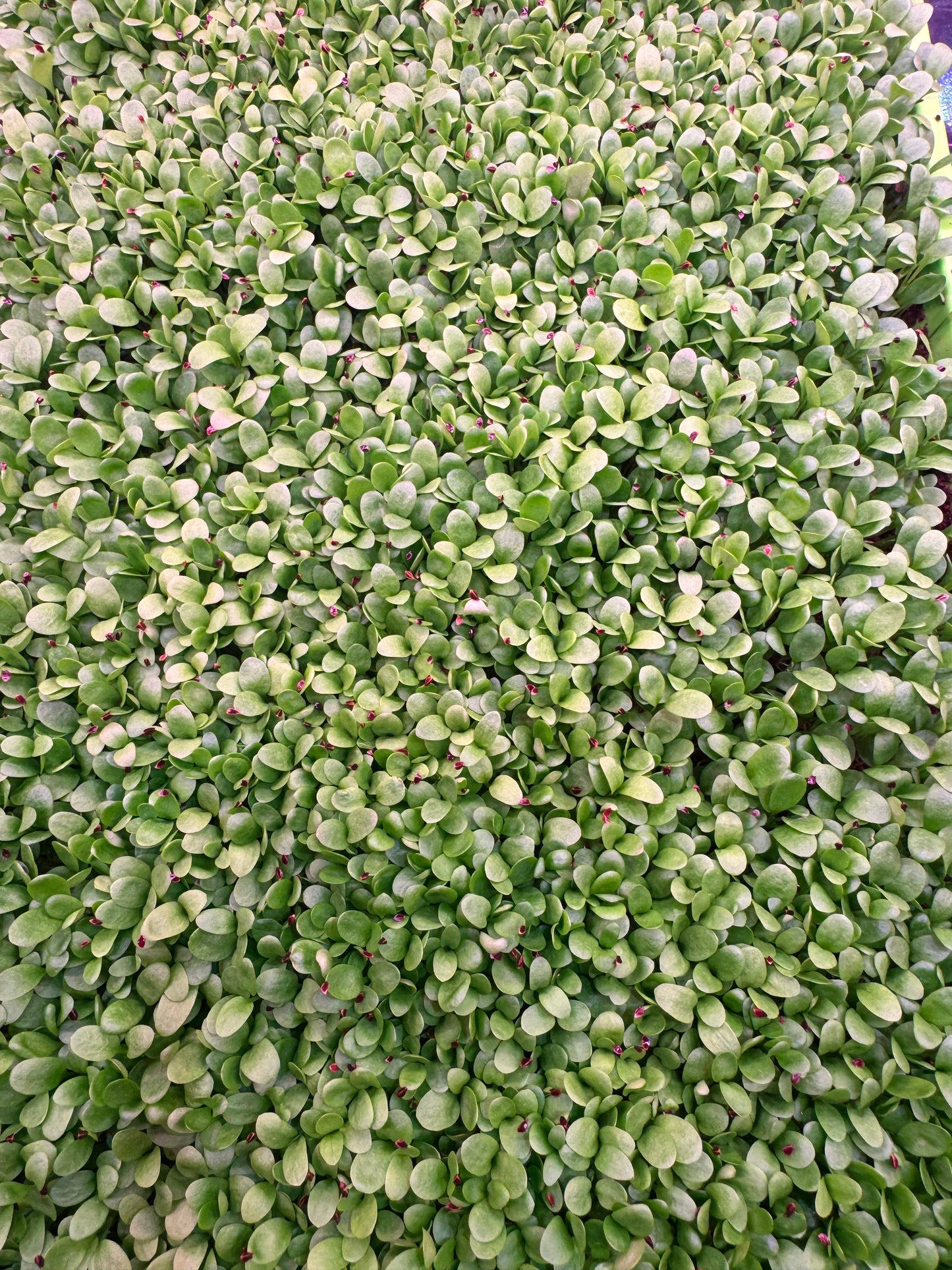 Sorrel Microgreens 1oz