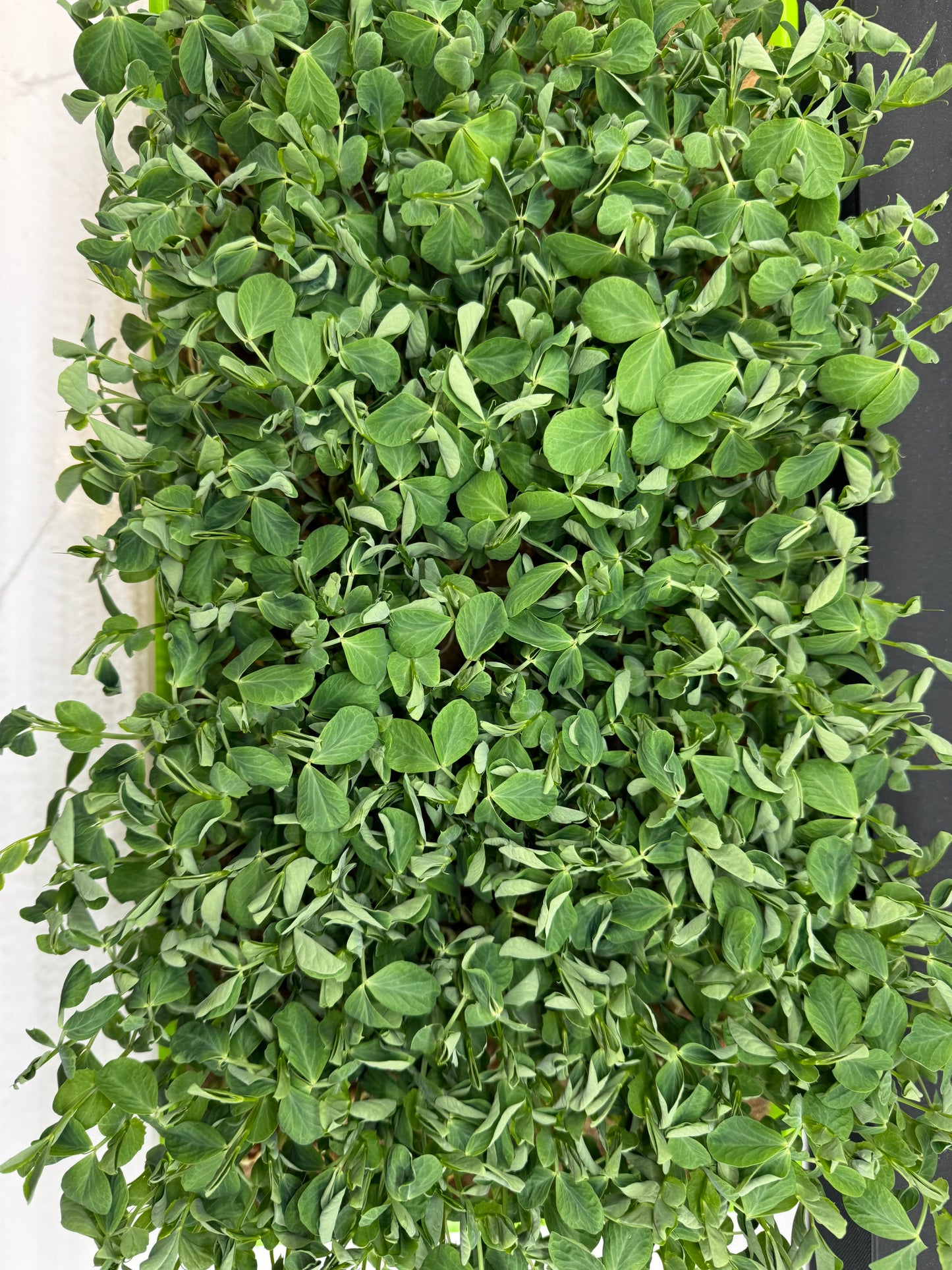 Pea Shoots 3oz