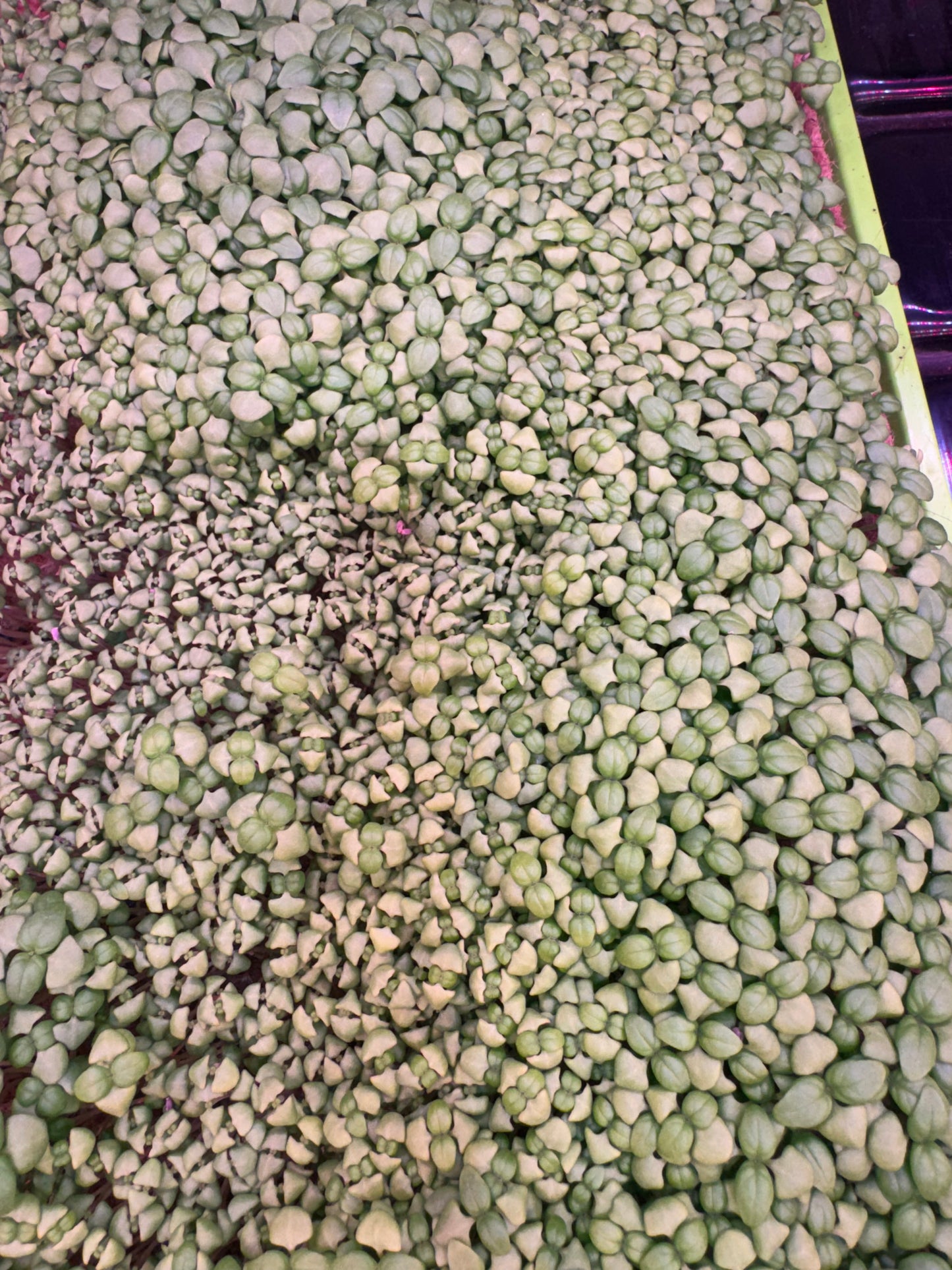 Lemon Basil Microgreens 1oz