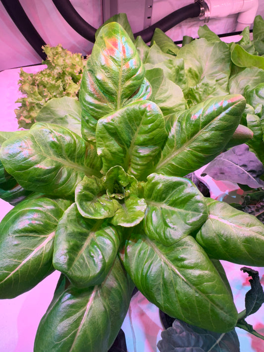 Baby Gem Romaine Lettuce