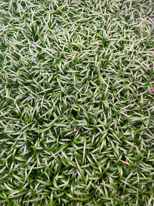 Fennel Microgreens 1oz