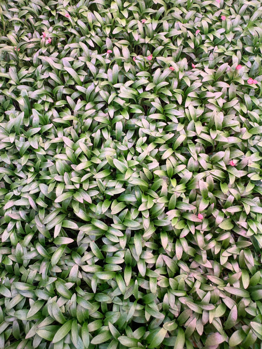 Cilantro Microgreens 1oz