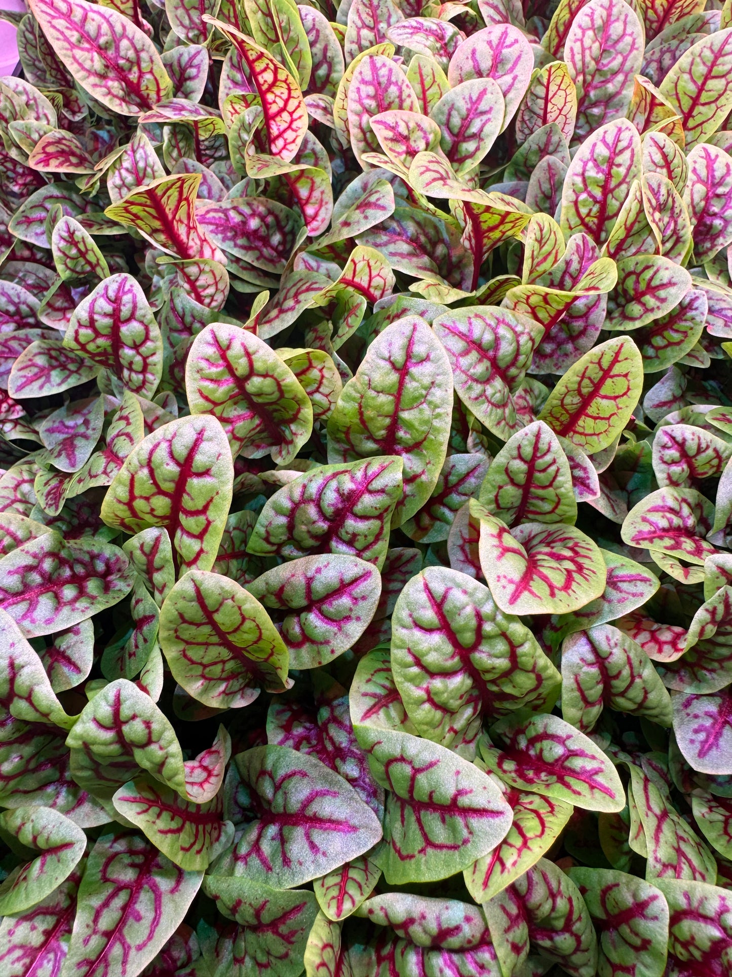 Red Veined Sorrel 1oz