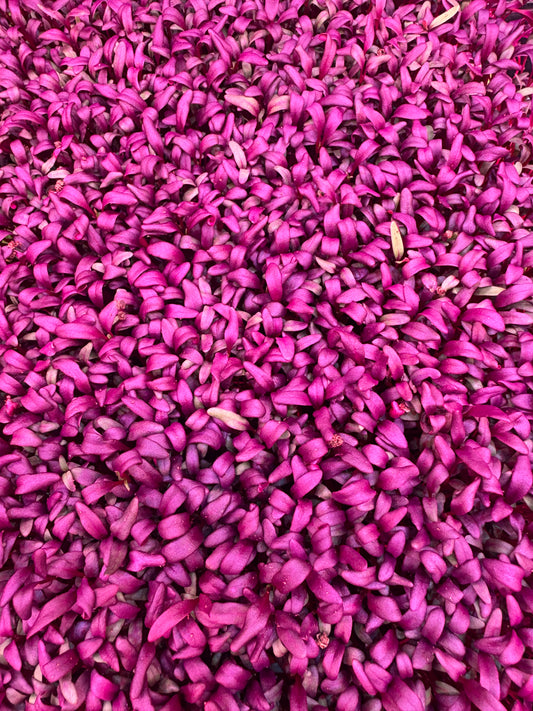 Bull’s Blood Beet Microgreens 1oz