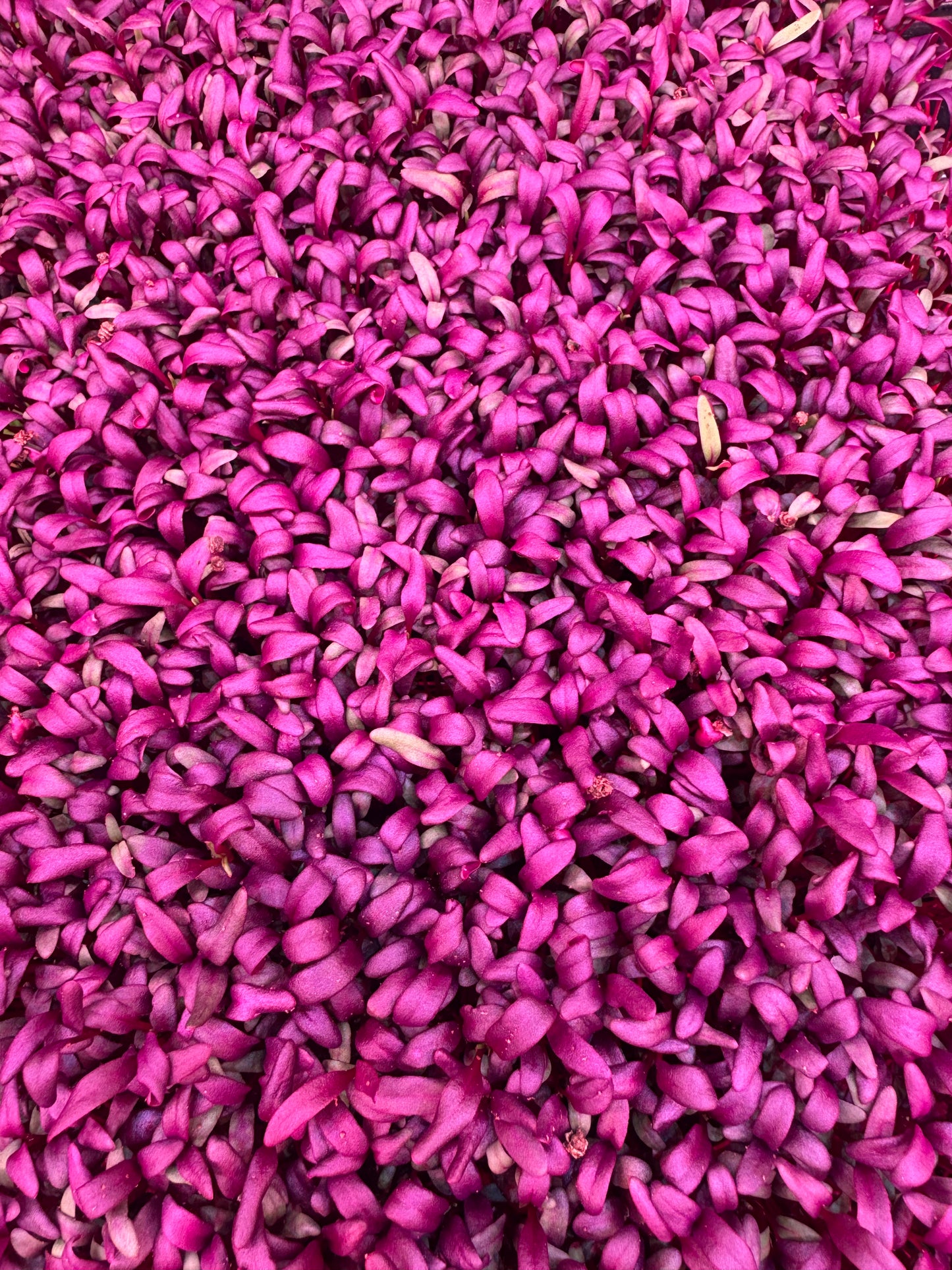 Bull’s Blood Beet Microgreens 1oz